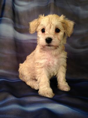 Have You Been Hunting All Over Illinois, Wisconsin, Iowa and Minnesota for a Schnoodle Puppy?  Welcome to Purebredpups, Iowa's Best Schnoodle Breeder!